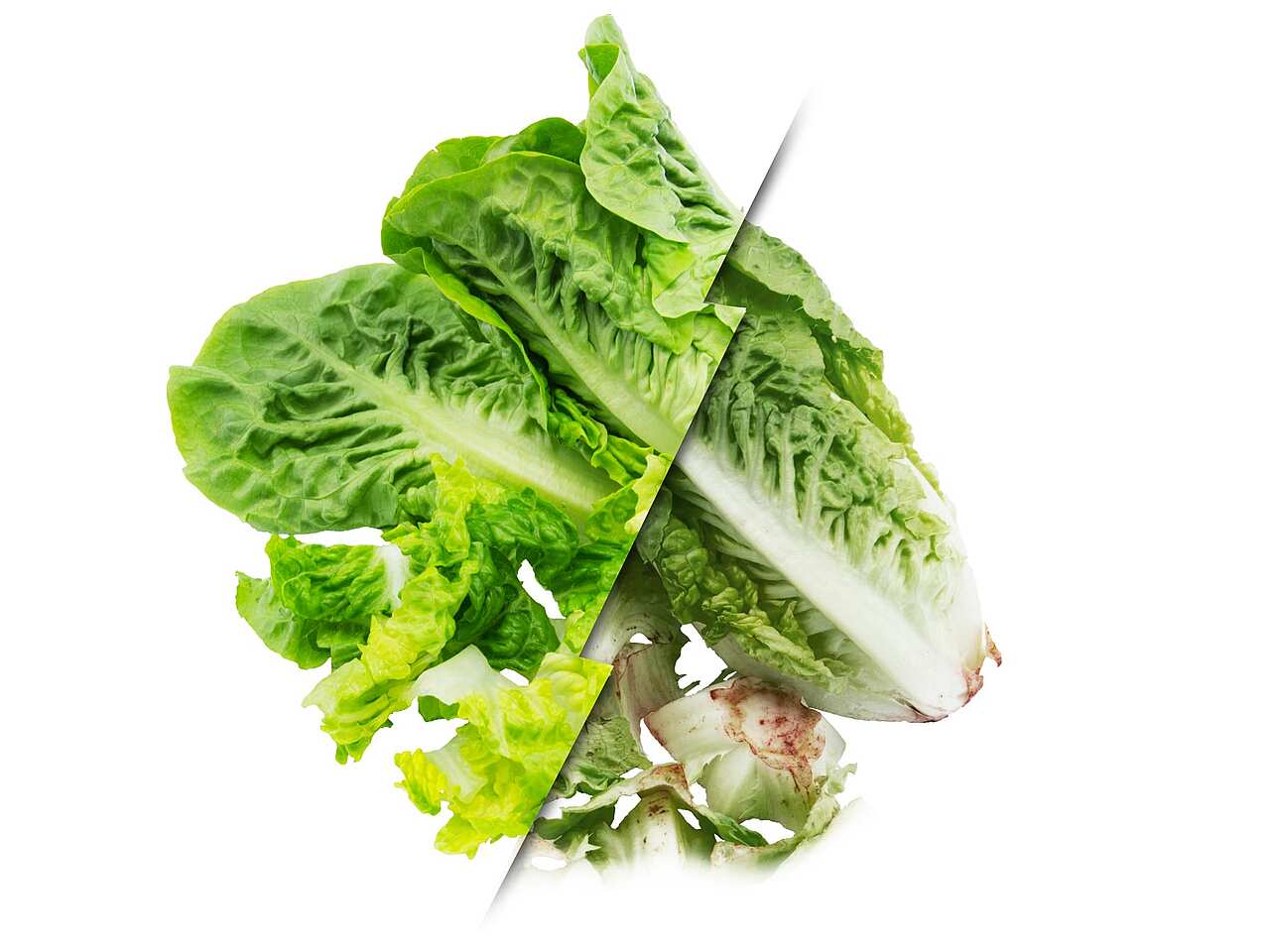 Fresh-Cut Lettuce treated with Food freshly vs. untreated